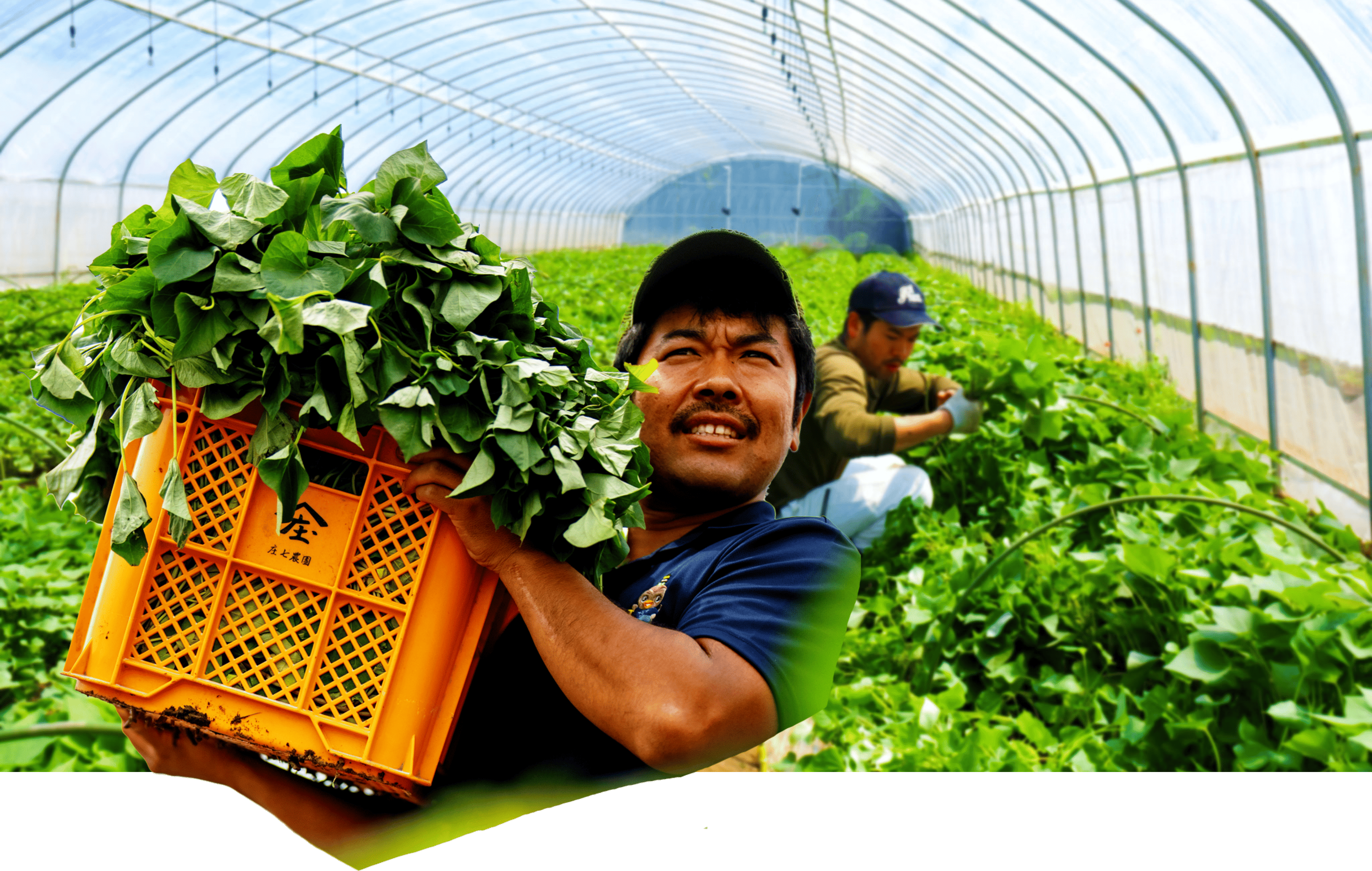 庄七農園で働く人々