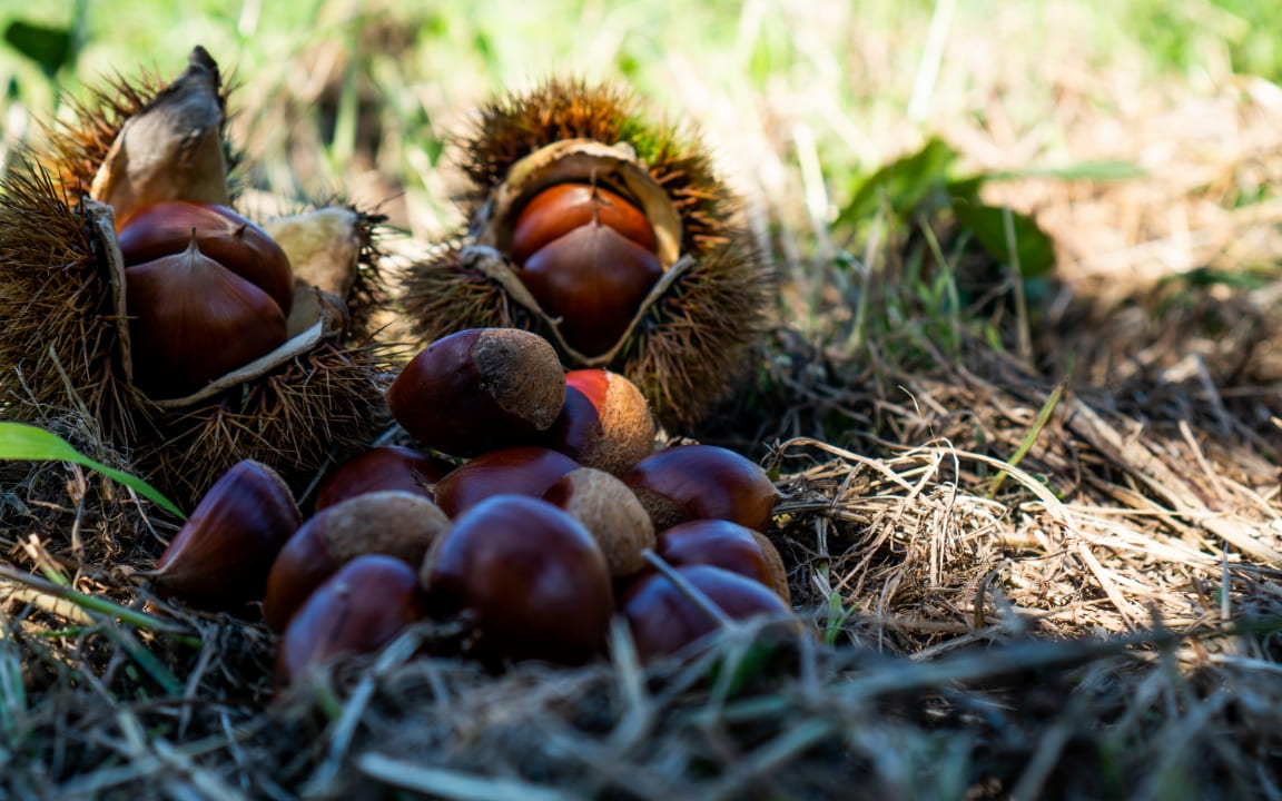 土壌管理の様子2