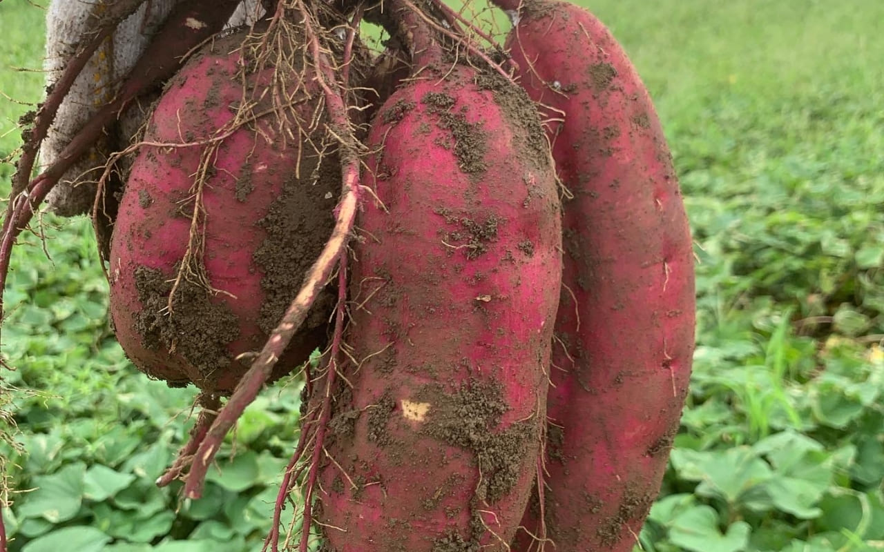 さつまいも(紅はるか)