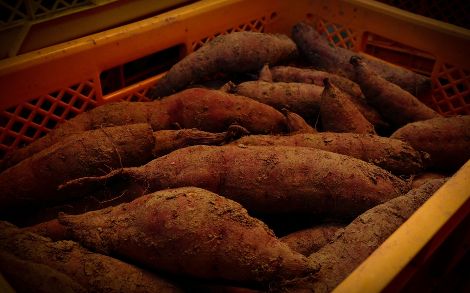 煌シリーズ ​​​​​​​（丸干し）の写真3