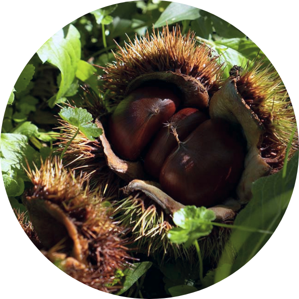 栗の写5