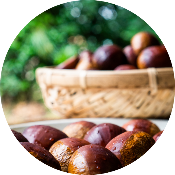 栗の写3